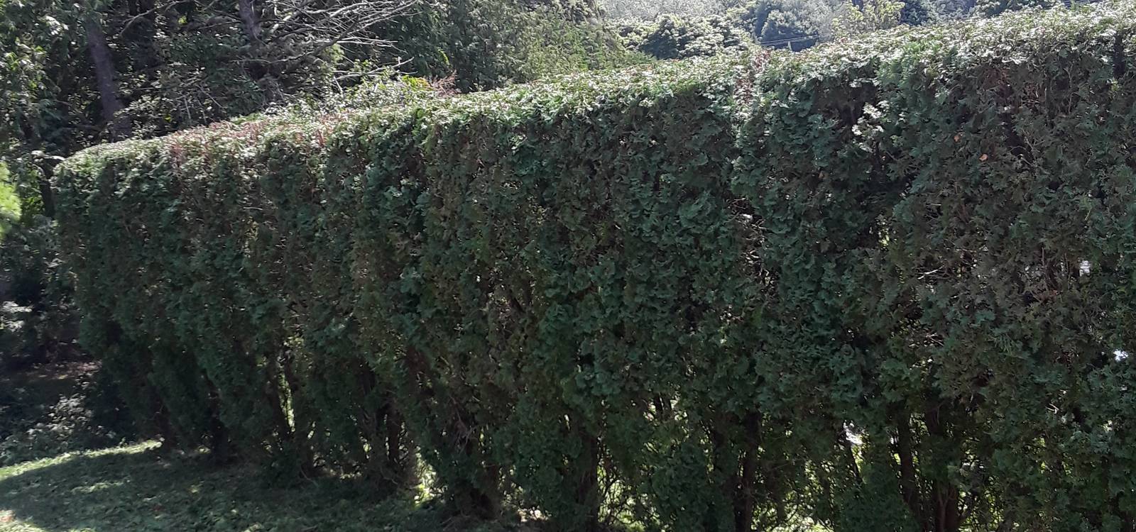 Make Your Dream<br>Garden Come True