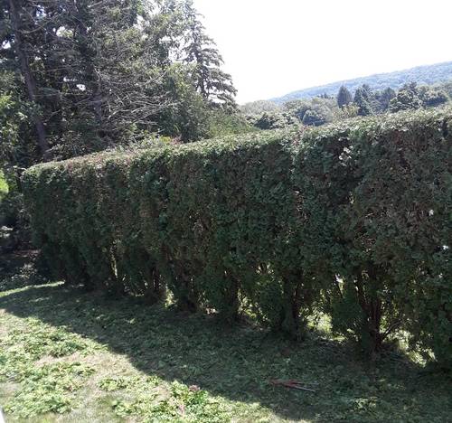 Make Your Dream<br>Garden Come True